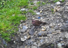 Carpodacus edwardsii