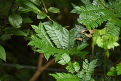 Archidendron clypearia