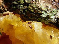 Anthobium atrocephalum