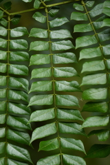 Archidendron clypearia