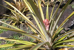 Ananas comosus comosus