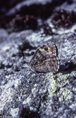 Hipparchia statilinus