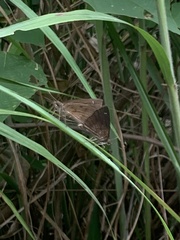 Polytremis lubricans