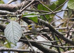 Abroscopus schisticeps