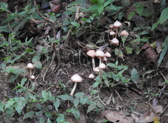 Psathyrellaceae