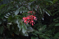 Amherstia nobilis
