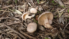 Clitocybe albofragrans