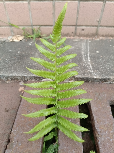 Thelypteris parasitica iNat (3)