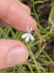 Lobelia stenophylla