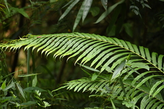 Blechnum orientale