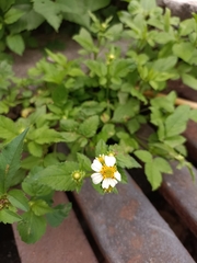 Bidens alba