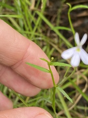 Lobelia stenophylla