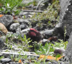 Procarduelis nipalensis