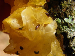 Anthobium atrocephalum
