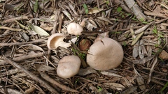 Clitocybe albofragrans