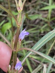 Hygrophila angustifolia