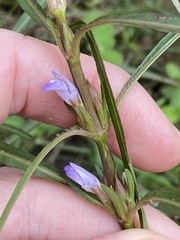 Hygrophila angustifolia