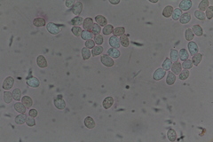 Clitocybe albofragrans