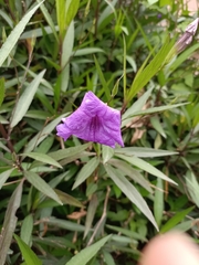 Ruellia simplex