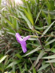 Ruellia simplex
