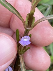 Hygrophila angustifolia
