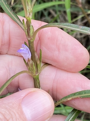 Image of Karamat (Hygrophila angustifolia) by (c) Greg Tasney, some rights reserved (CC BY-SA)