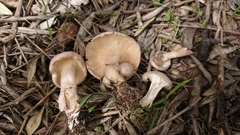 Clitocybe albofragrans