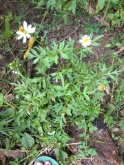 Cosmos caudatus