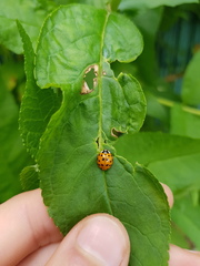Harmonia axyridis