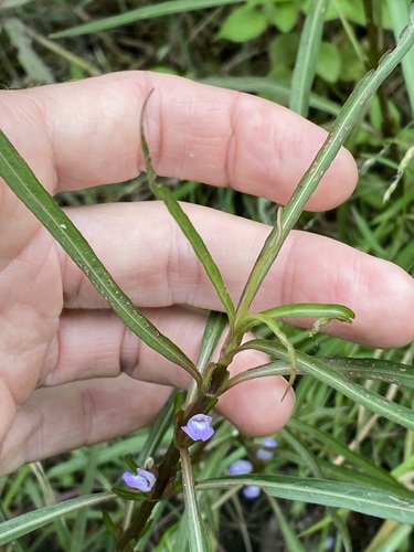 Image of Hygrophila angustifolia by (c) Greg Tasney, some rights reserved (CC BY-SA)
