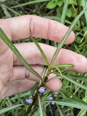Hygrophila angustifolia