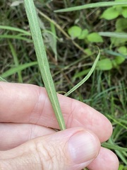 Hygrophila angustifolia