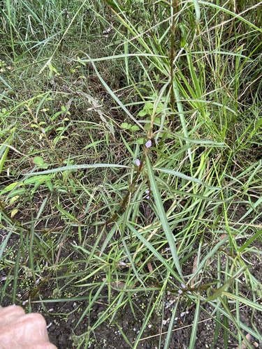 Image of Hygrophila angustifolia by (c) Greg Tasney, some rights reserved (CC BY-SA)