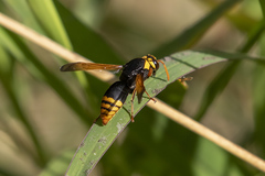 Rhynchium superbum