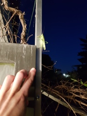 Tettigonia viridissima