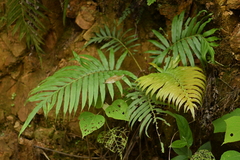 Blechnum orientale