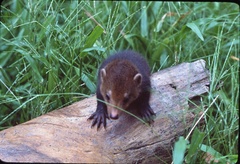 Crossarchus obscurus