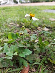 Bidens alba