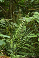 Blechnum orientale