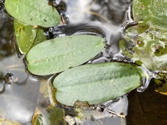 Potamogeton tricarinatus