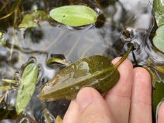Potamogeton tricarinatus