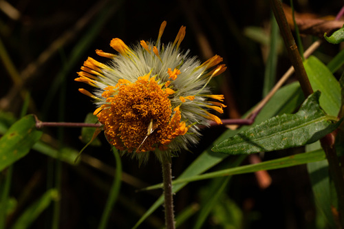 Crassocephalum vitellinum
