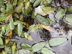 Potamogeton tricarinatus