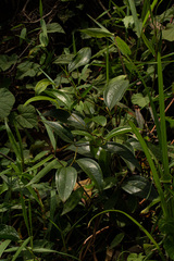 Smilax anceps