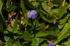 Vigna parkeri