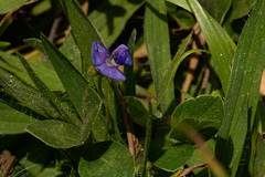 Vigna parkeri