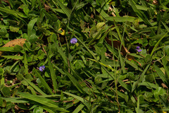 Vigna parkeri