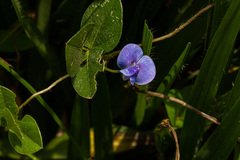 Vigna parkeri