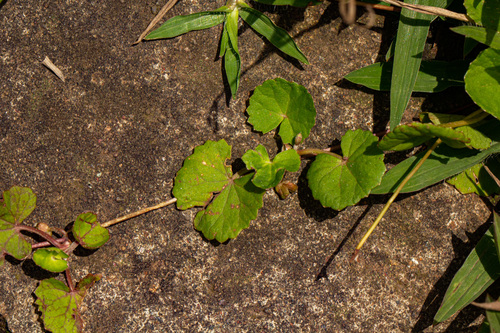 Apiaceae image