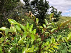 Zanthoxylum brachyacanthum